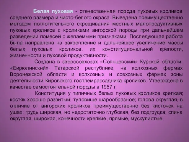 Белая пуховая - отечественная порода пуховых кроликов среднего размера и чисто-белого