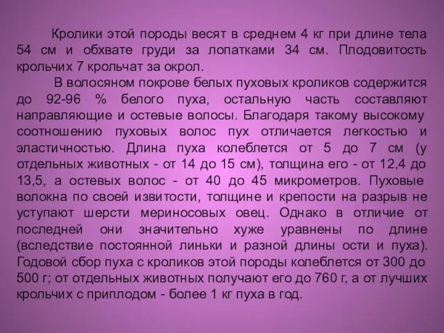 Кролики этой породы весят в среднем 4 кг при длине тела