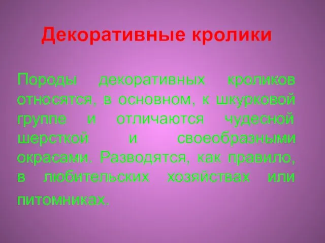 Декоративные кролики Породы декоративных кроликов относятся, в основном, к шкурковой группе