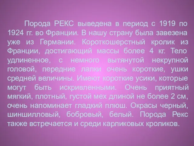 Порода РЕКС выведена в период с 1919 по 1924 гг. во