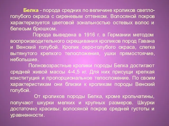 Белка - порода средних по величине кроликов светло-голубого окраса с сиреневым