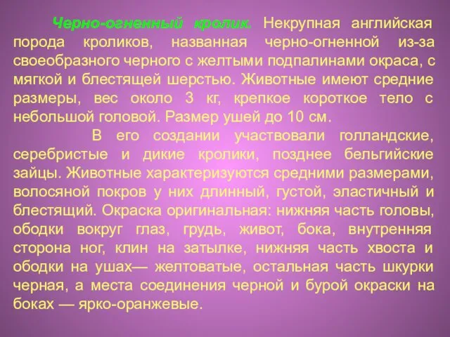 Черно-огненный кролик. Некрупная английская порода кроликов, названная черно-огненной из-за своеобразного черного