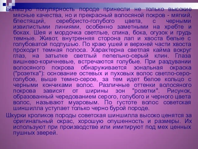 Большую популярность породе принесли не только высокие мясные качества, но и