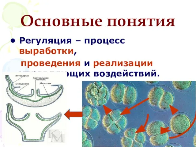 Основные понятия Регуляция – процесс выработки, проведения и реализации управляющих воздействий.