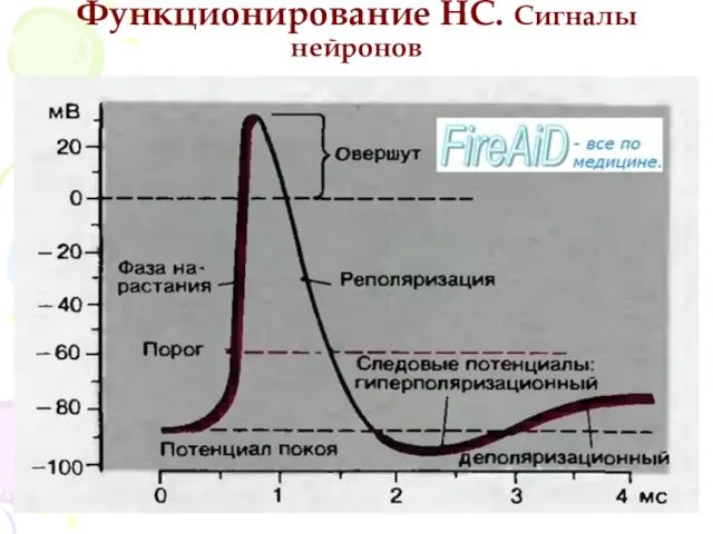 Функционирование НС. Сигналы нейронов