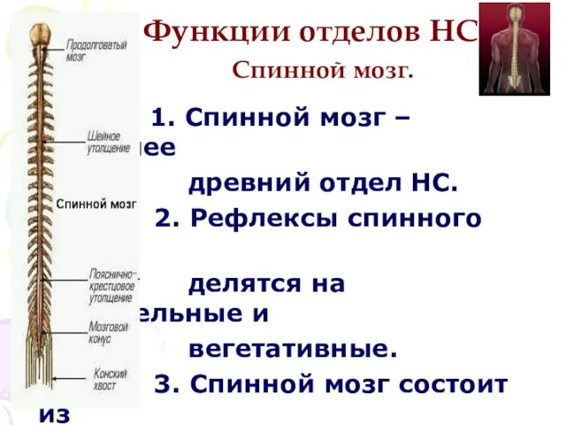 Функции отделов НС. Спинной мозг. 1. Спинной мозг – наиболее древний