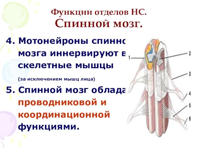 Функции отделов НС. Спинной мозг. 4. Мотонейроны спинного мозга иннервируют все