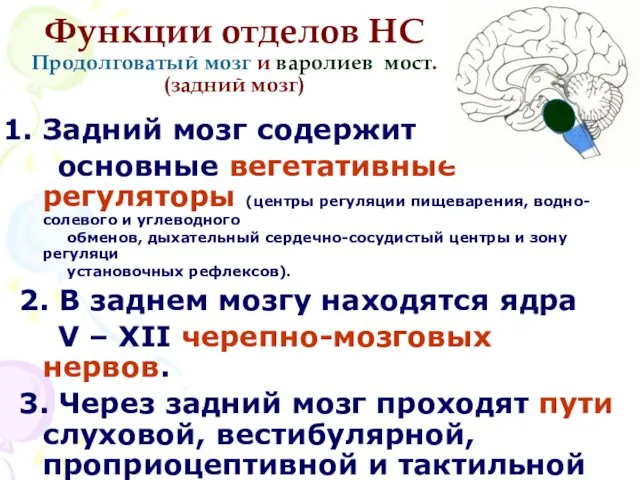 Функции отделов НС Продолговатый мозг и варолиев мост. (задний мозг) Задний