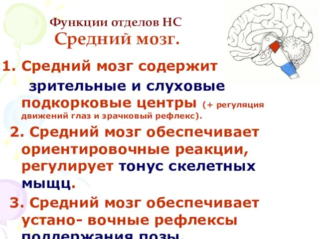 Функции отделов НС Средний мозг. Средний мозг содержит зрительные и слуховые