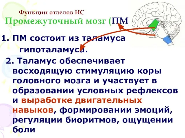 Функции отделов НС Промежуточный мозг (ПМ) ПМ состоит из таламуса и