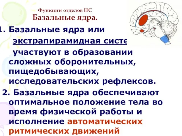 Функции отделов НС Базальные ядра. Базальные ядра или экстрапирамидная система участвуют