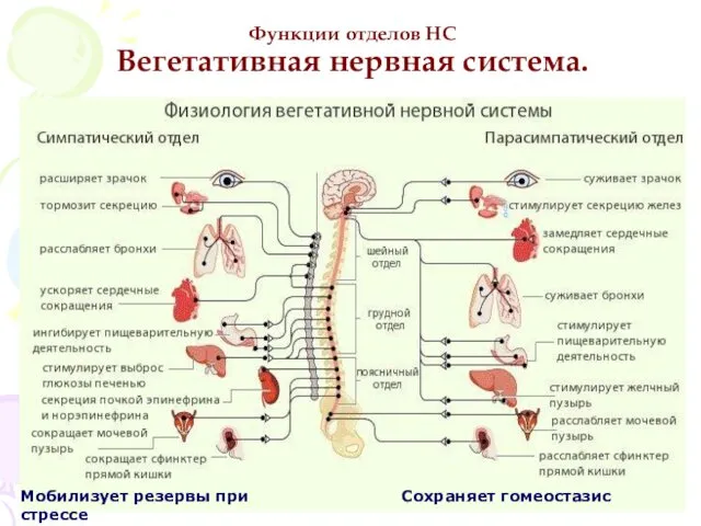 Функции отделов НС Вегетативная нервная система. Мобилизует резервы при стрессе Сохраняет гомеостазис