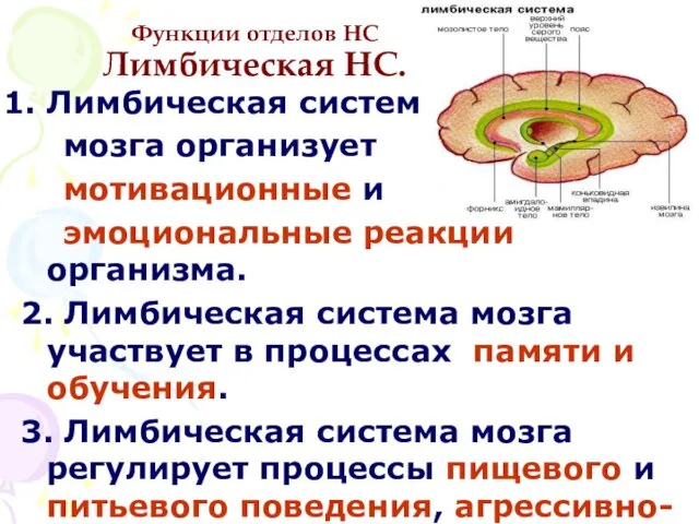 Функции отделов НС Лимбическая НС. Лимбическая система мозга организует мотивационные и