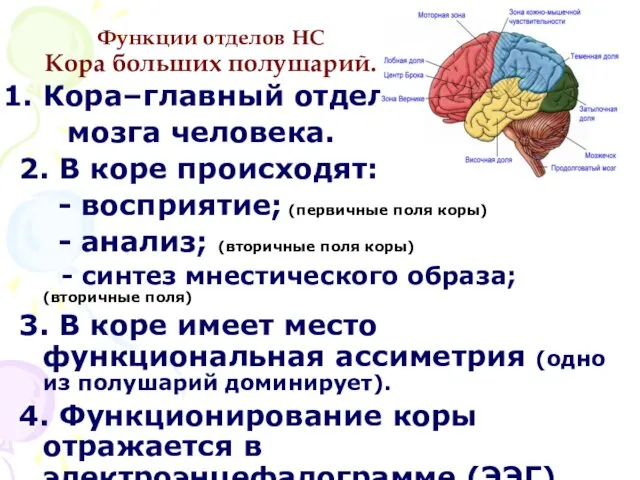 Функции отделов НС Кора больших полушарий. Кора–главный отдел мозга человека. 2.