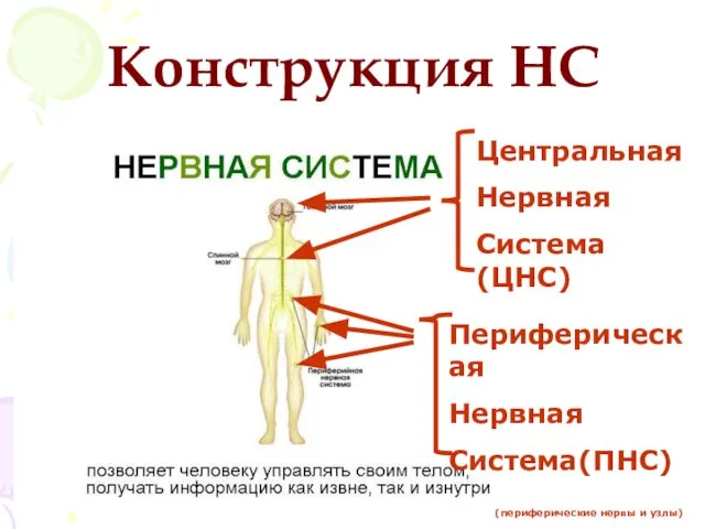 Конструкция НС Центральная Нервная Система(ЦНС) Периферическая Нервная Система(ПНС) (периферические нервы и узлы)