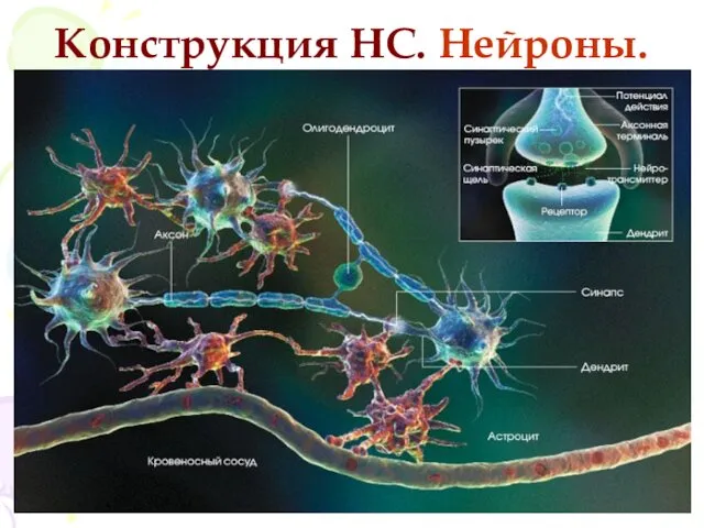 Конструкция НС. Нейроны.