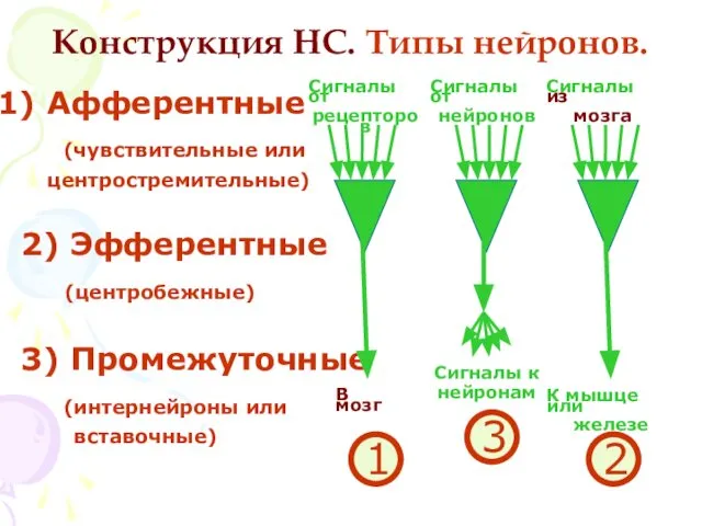 Конструкция НС. Типы нейронов. Афферентные (чувствительные или центростремительные) 2) Эфферентные (центробежные)