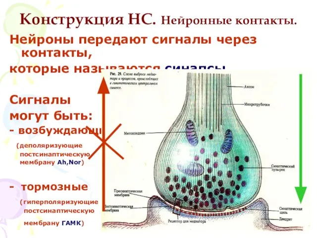 Конструкция НС. Нейронные контакты. Нейроны передают сигналы через контакты, которые называются