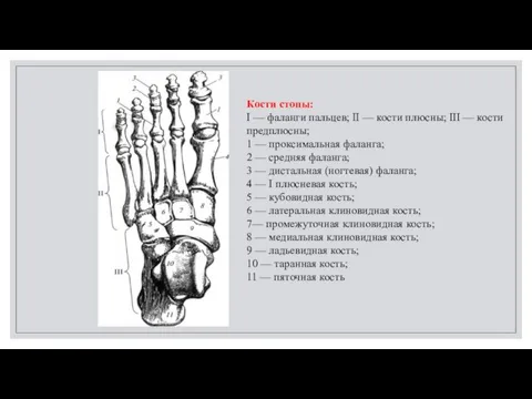 Кости стопы: I — фаланги пальцев; II — кости плюсны; III