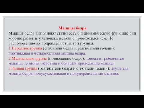 Мышцы бедра Мышцы бедра выполняют статическую и динамическую функции; они хорошо