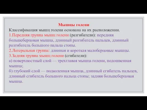 Мышцы голени Классификация мышц голени основана на их расположении. 1.Передняя группа