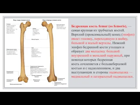 Бедренная кость femur (os femoris), — самая крупная из трубчатых костей.
