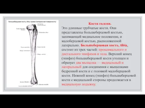 Кости голени. Это длинные трубчатые кости. Они представлены большеберцовой костью, занимающей