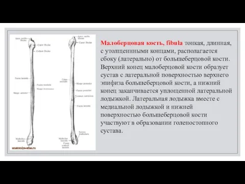 Малоберцовая кость, fibula тонкая, длинная, с утолщеннными концами, располагается сбоку (латерально)