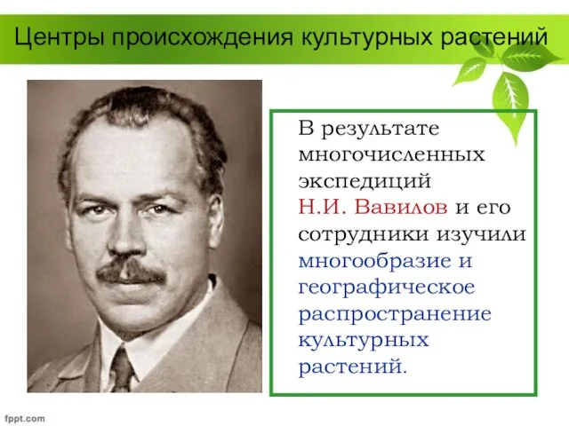 Центры происхождения культурных растений В результате многочисленных экспедиций Н.И. Вавилов и