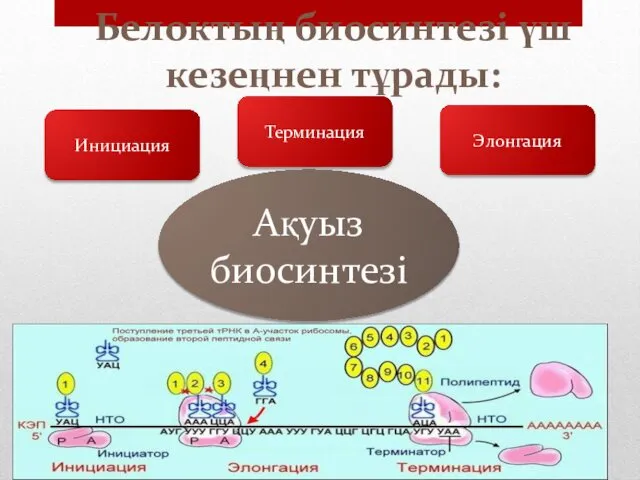 Белоктың биосинтезі үш кезеңнен тұрады: Инициация Элонгация Терминация Ақуыз биосинтезі