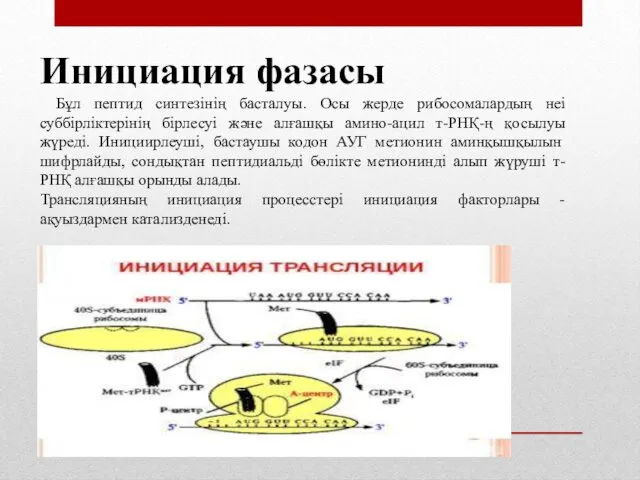 Инициация фазасы Бұл пептид синтезінің басталуы. Осы жерде рибосомалардың неі суббірліктерінің