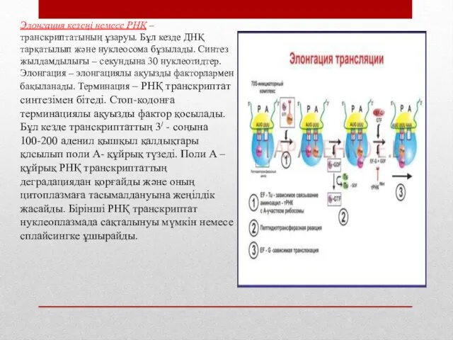 Элонгация кезеңі немесе РНҚ – транскриптатының ұзаруы. Бұл кезде ДНҚ тарқатылып