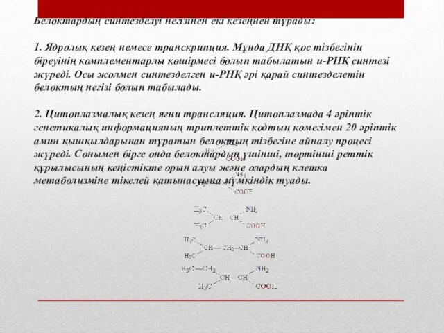 Белоктардың синтезделуі негізінен екі кезеңнен тұрады: 1. Ядролық кезең немесе транскрипция.