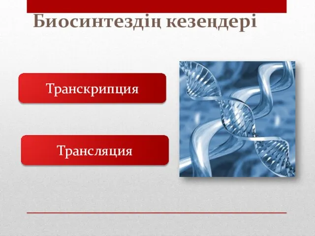 Биосинтездің кезеңдері Транскрипция Трансляция