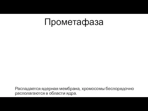 Прометафаза Распадается ядерная мембрана, хромосомы беспорядочно располагаются в области ядра.