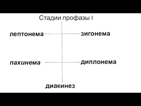 Стадии профазы I лептонема пахинема зигонема диплонема диакинез