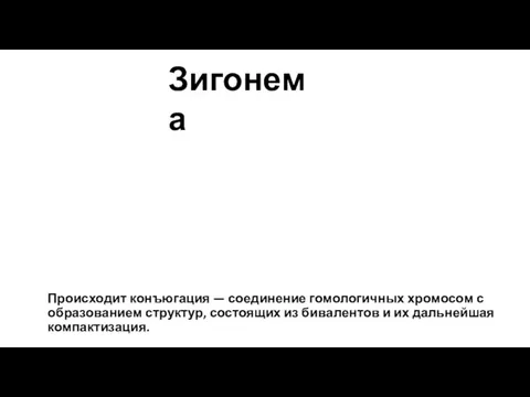 Происходит конъюгация — соединение гомологичных хромосом с образованием структур, состоящих из