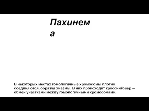 В некоторых местах гомологичные хромосомы плотно соединяются, образуя хиазмы. В них