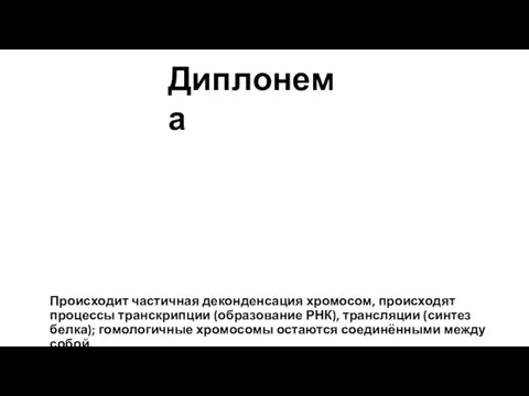 Происходит частичная деконденсация хромосом, происходят процессы транскрипции (образование РНК), трансляции (синтез