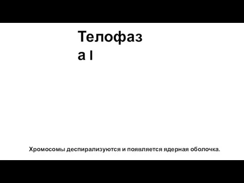 Хромосомы деспирализуются и появляется ядерная оболочка. Телофаза I