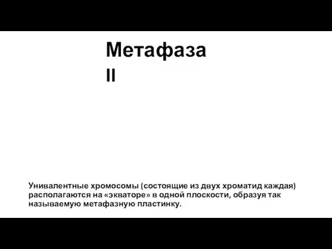 Унивалентные хромосомы (состоящие из двух хроматид каждая) располагаются на «экваторе» в