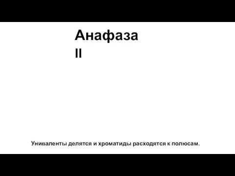 Униваленты делятся и хроматиды расходятся к полюсам. Анафаза II