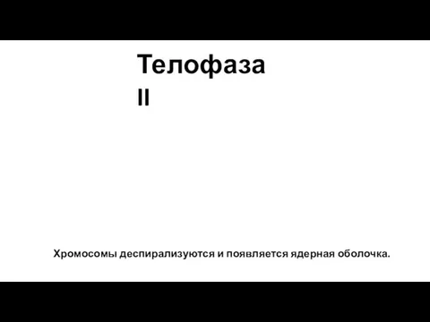 Хромосомы деспирализуются и появляется ядерная оболочка. Телофаза II