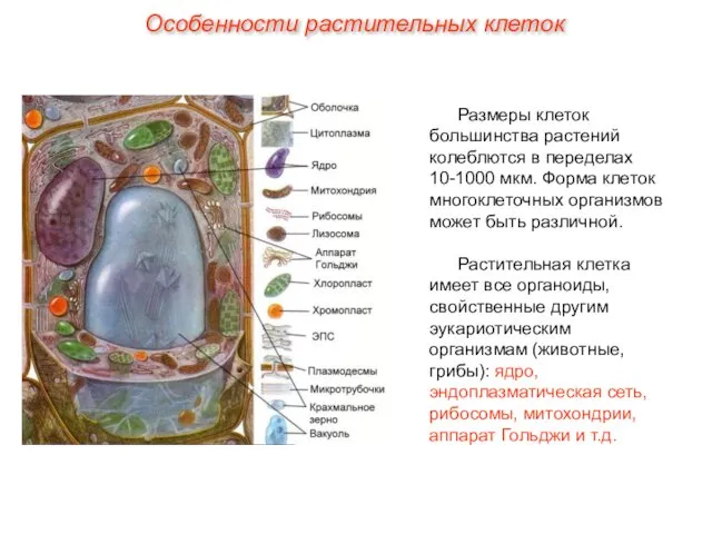 Размеры клеток большинства растений колеблются в переделах 10-1000 мкм. Форма клеток