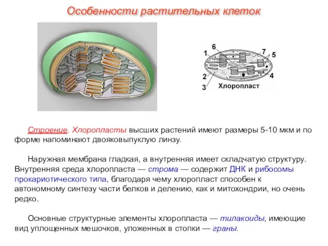 Строение. Хлоропласты высших растений имеют размеры 5-10 мкм и по форме