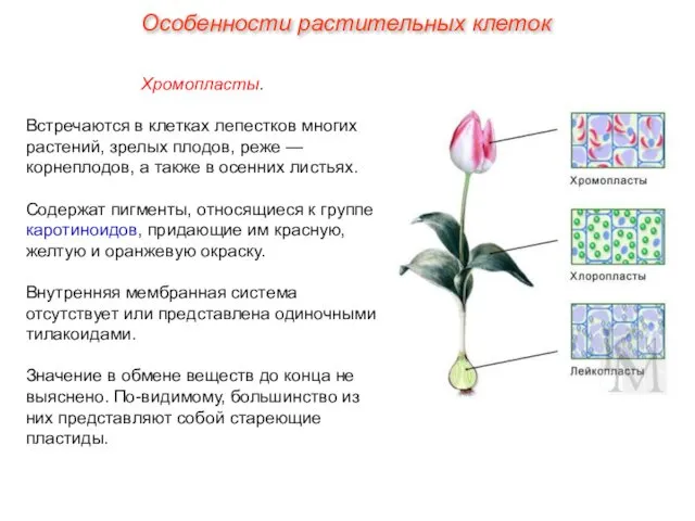 Хромопласты. Встречаются в клетках лепестков многих растений, зрелых плодов, реже —