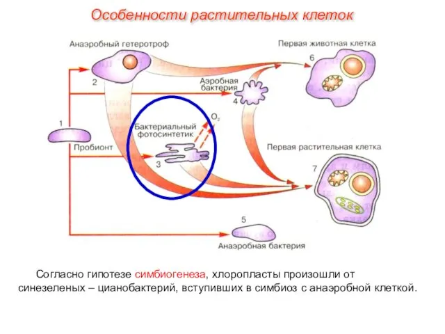 Согласно гипотезе симбиогенеза, хлоропласты произошли от синезеленых – цианобактерий, вступивших в