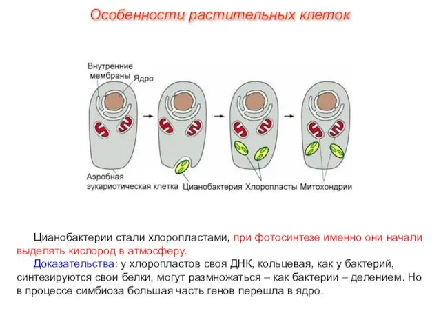 Цианобактерии стали хлоропластами, при фотосинтезе именно они начали выделять кислород в