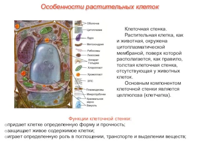 Клеточная стенка. Растительная клетка, как и животная, окружена цитоплазматической мембраной, поверх