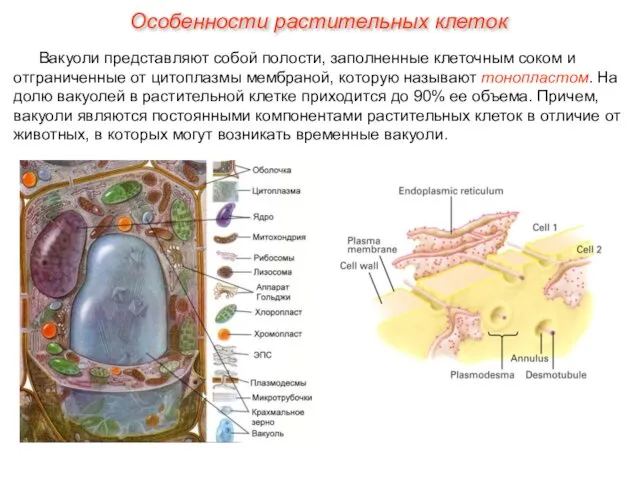 Вакуоли представляют собой полости, заполненные клеточным соком и отграниченные от цитоплазмы